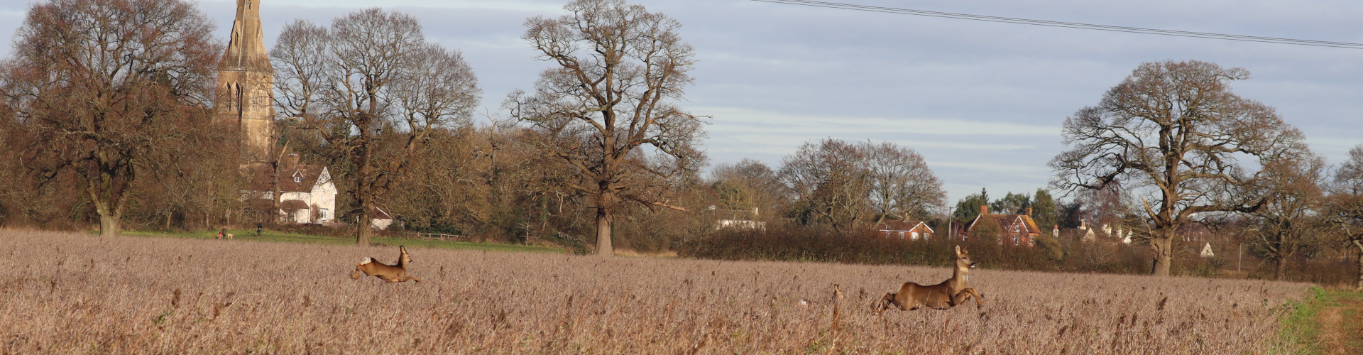 Deer running in a field with St. Mary's Church in the background