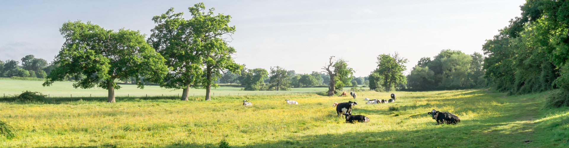 Cows in a field near Mortimer