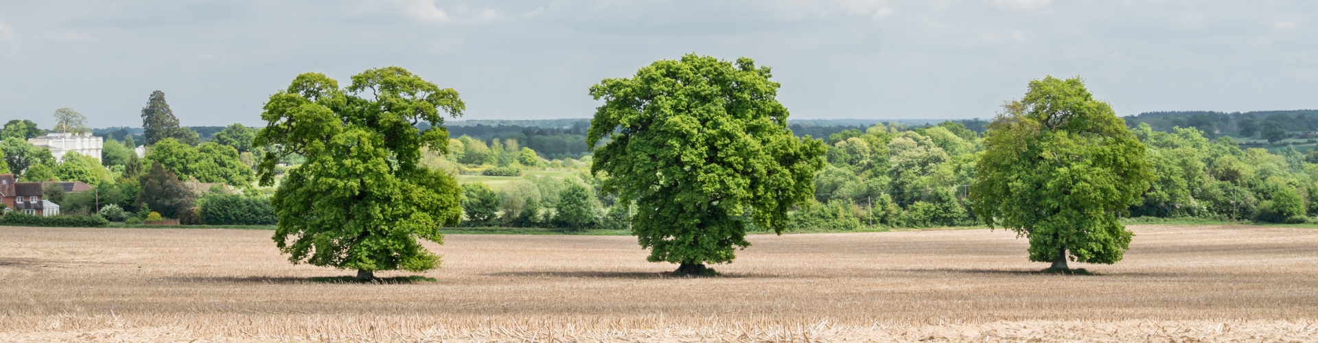 Fields in Mortimer