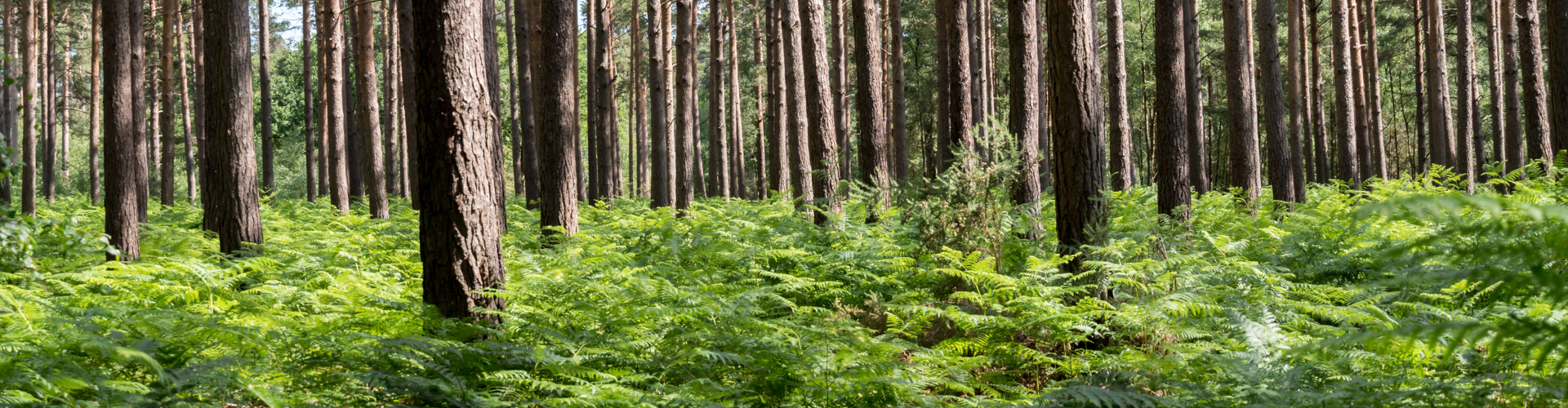 Fir trees in Mortimer