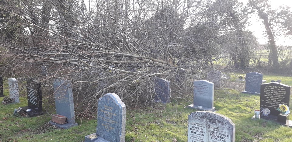 Fallen tree in the cemetery