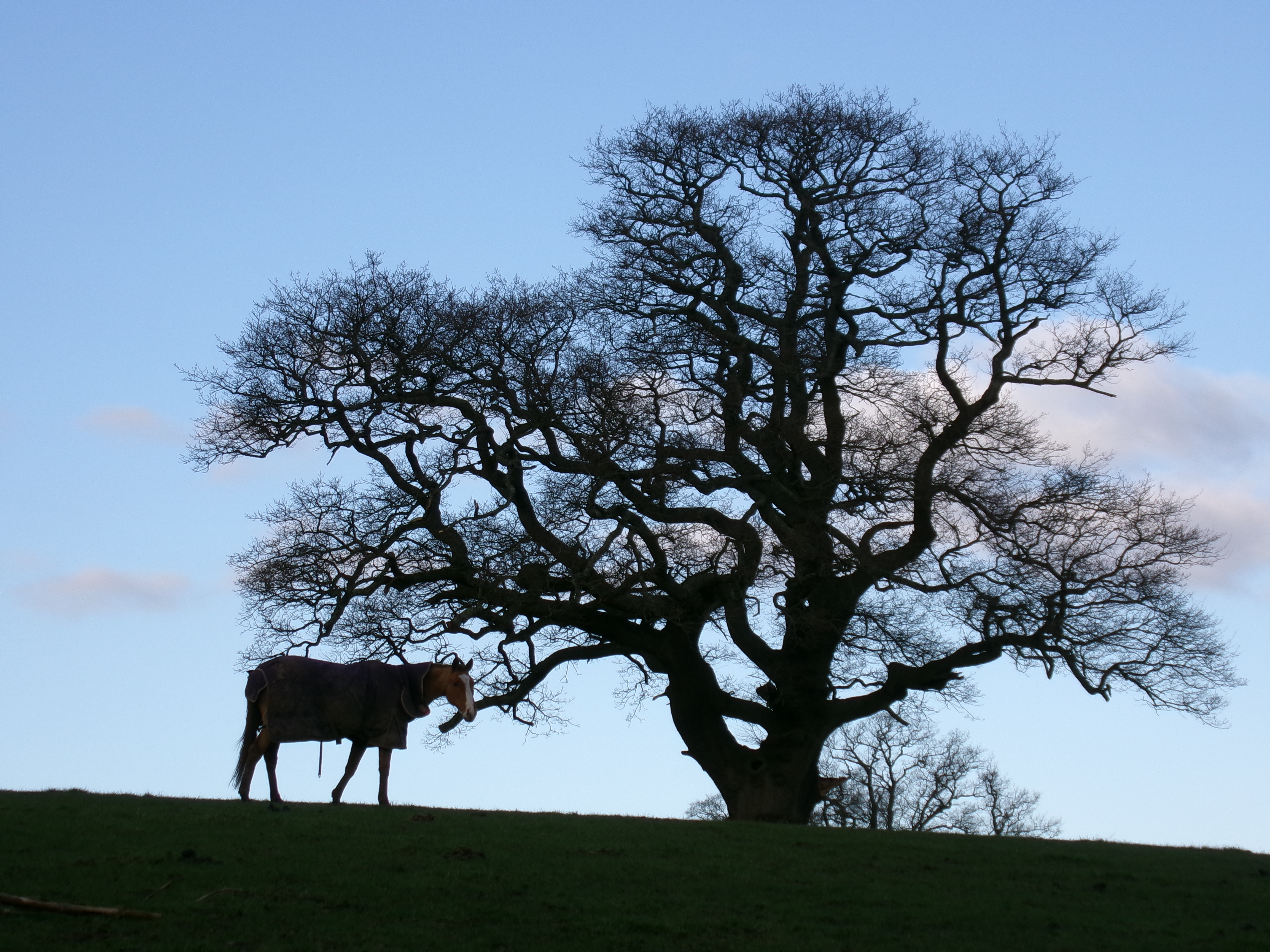 Highly Commended – Hannah Sprat – Horse under Tree