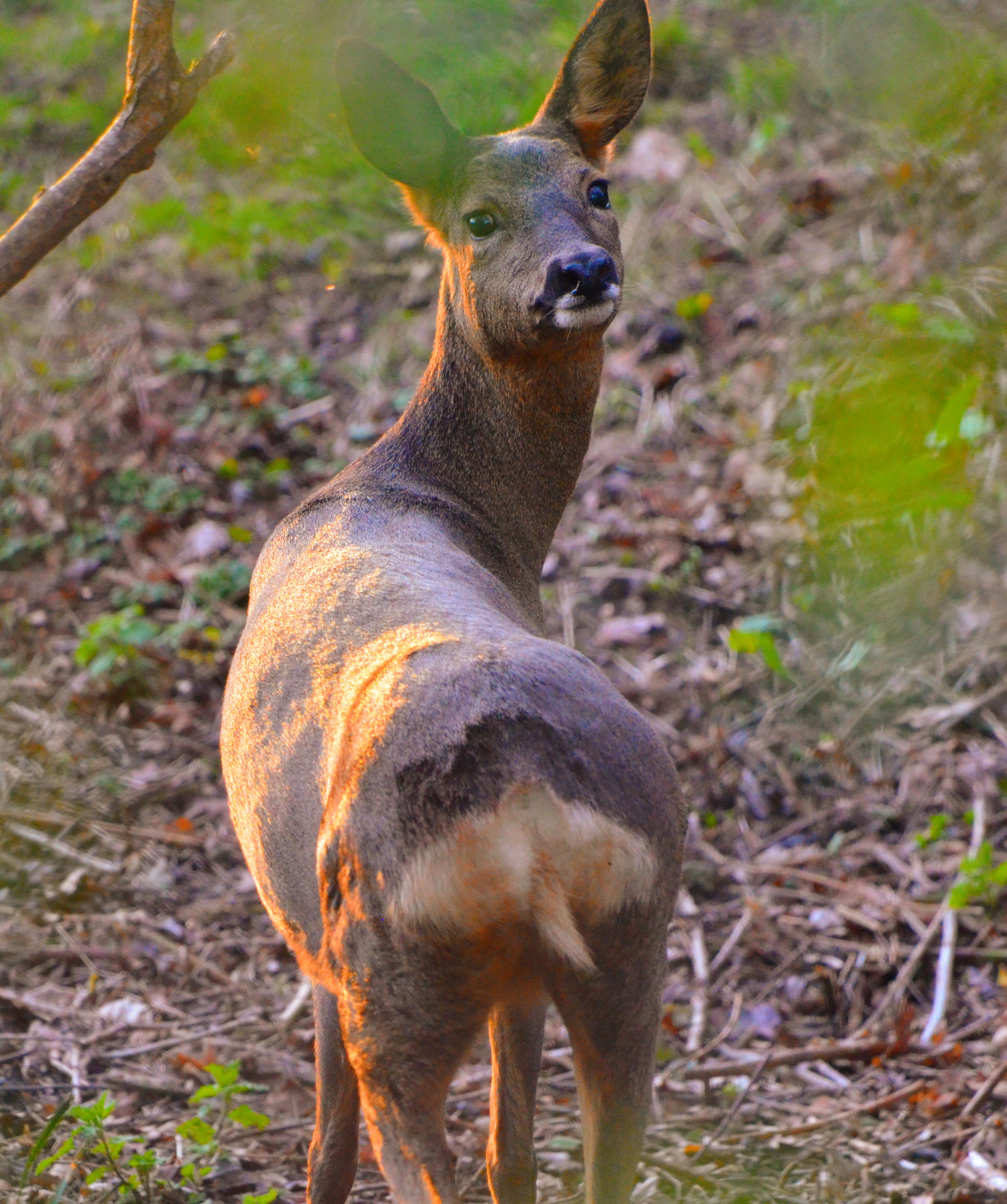 Highly Commended – Paul Carles – Deer