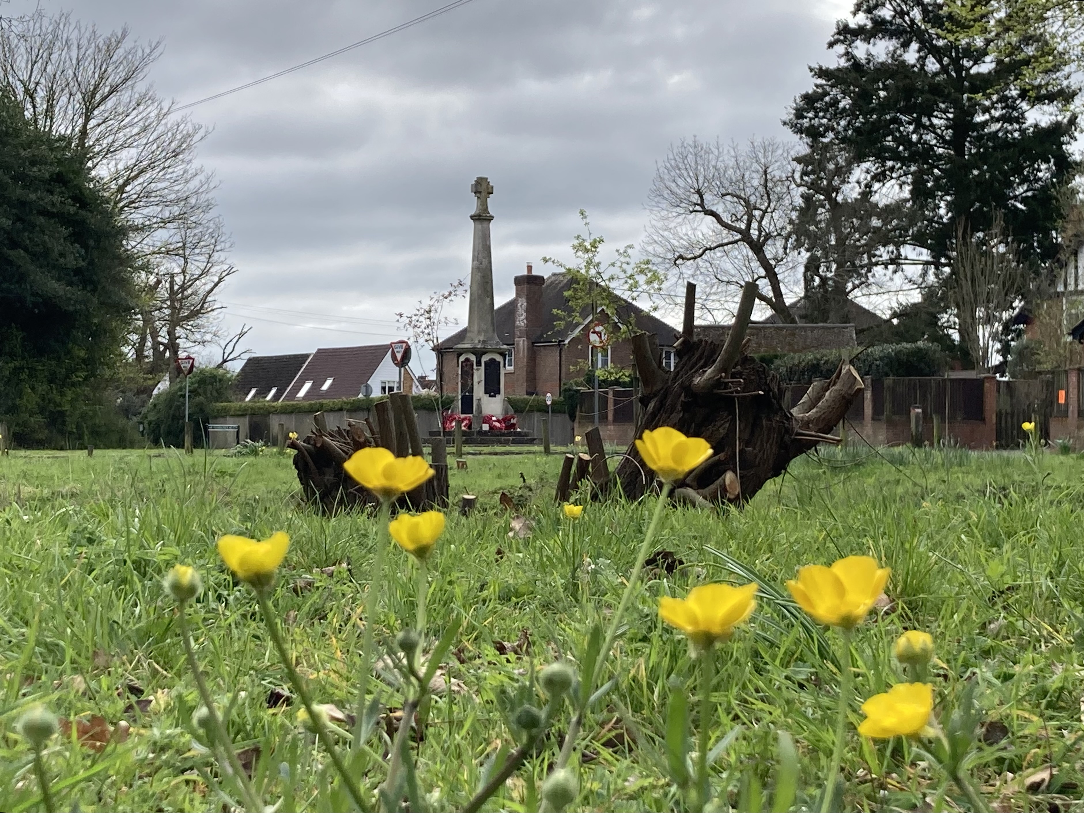 Ronnie Steele – Highly Commended – butter cups in front of war memorial