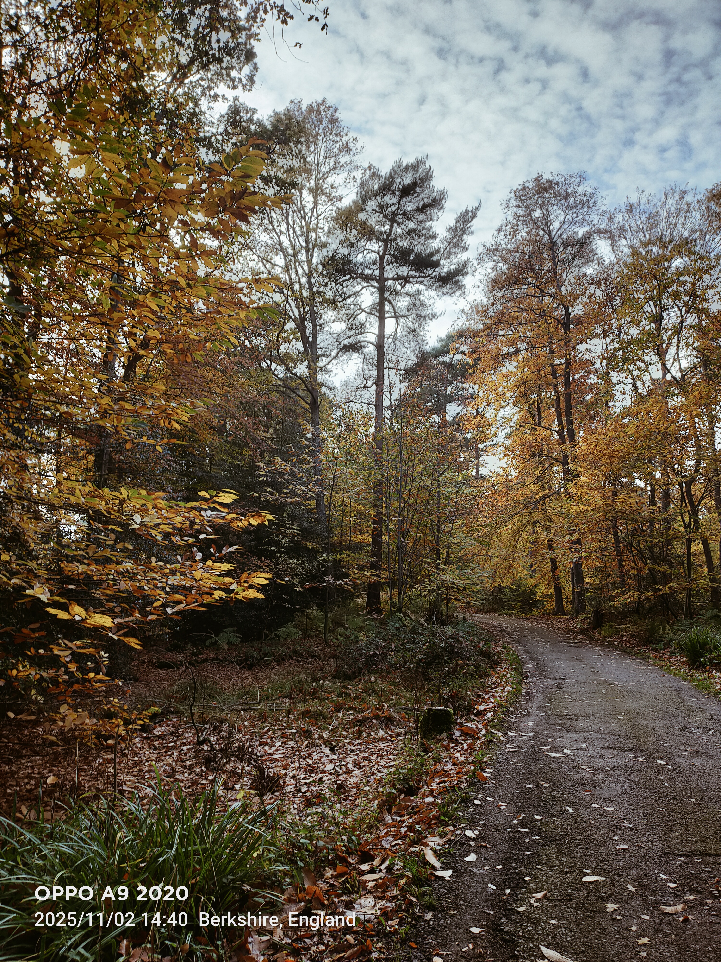 Winner – Josh Kelly – Woods in Autumn
