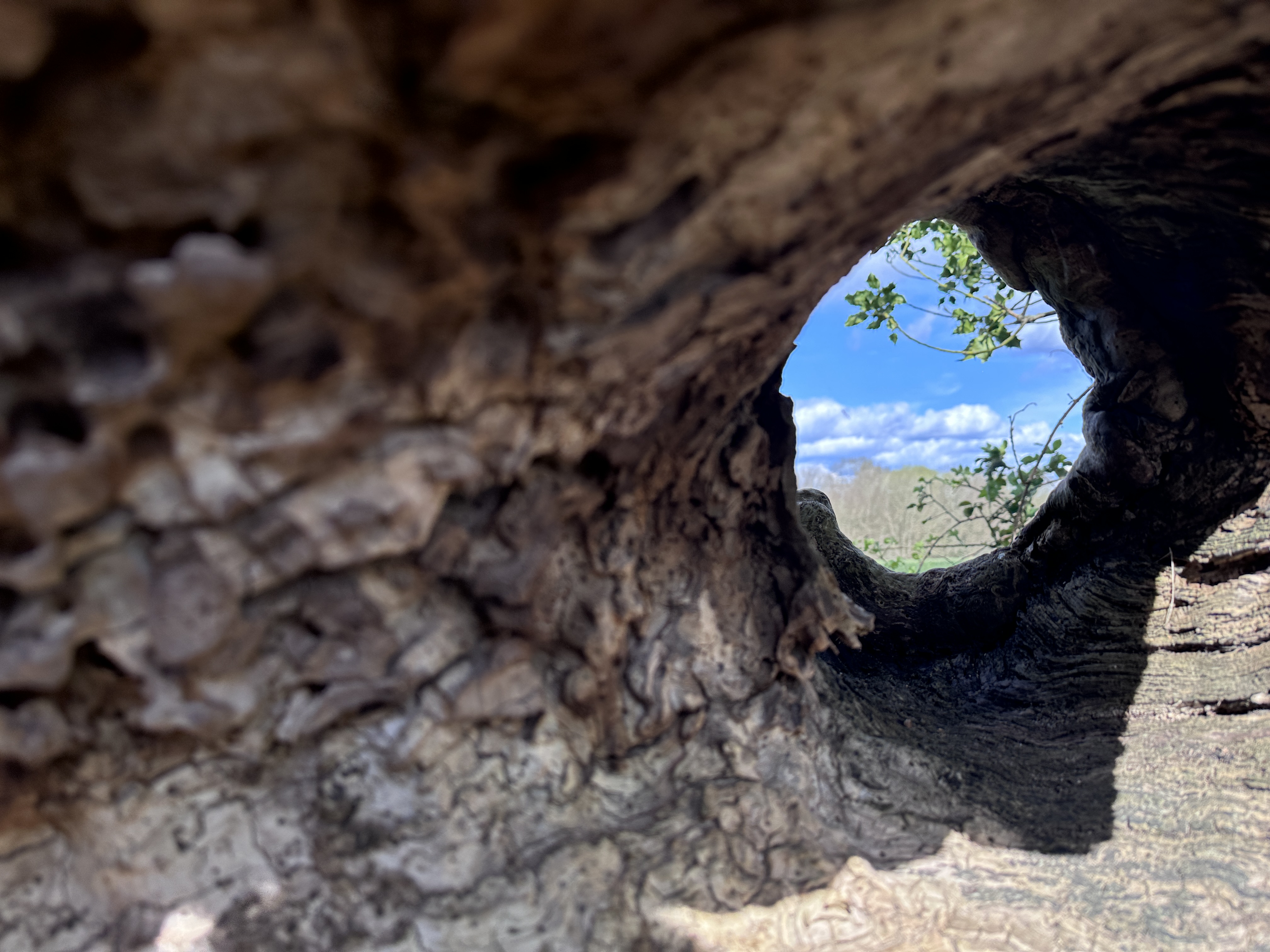 Winner – Sebastian Minto – View through hole in Tree